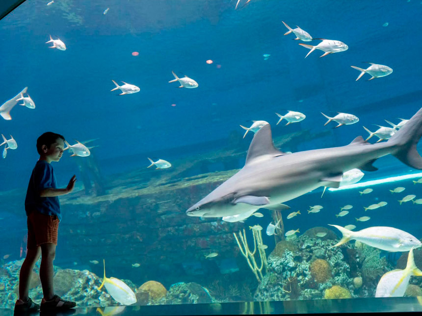 Attractions